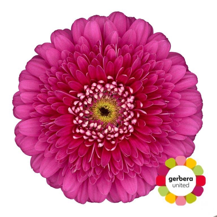 <h4>Gerbera Pomponi Magic Ball Doos</h4>