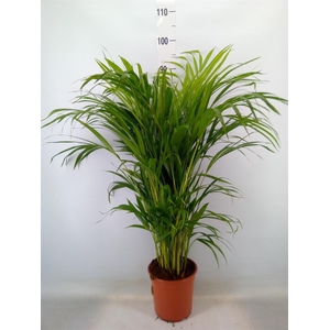 Dypsis lutescens   ...Chrysalidoca