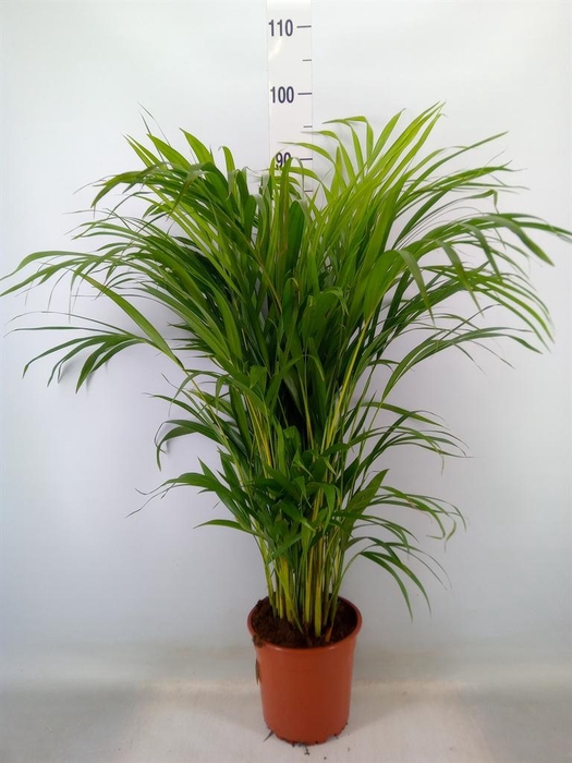 <h4>Dypsis lutescens   ...Chrysalidoca</h4>