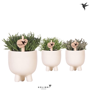Kolibri Greens Rhipsalis mix in Gummy pot travertine