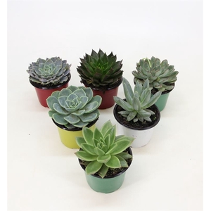 ECHEVERIA P11