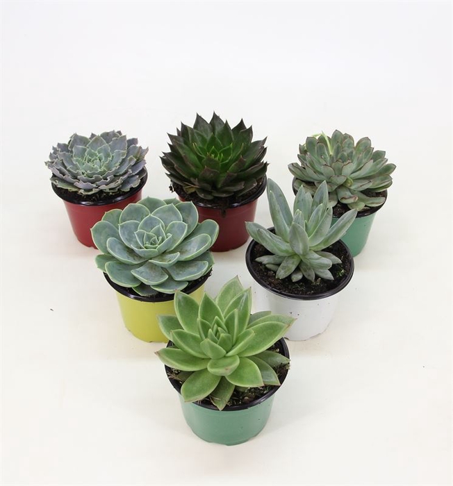 <h4>ECHEVERIA P11</h4>