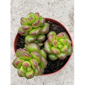 SEDUM OVERIG