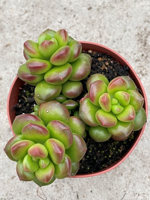 <h4>SEDUM OVERIG</h4>