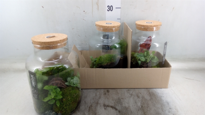 <h4>Arr.   Planten H%</h4>
