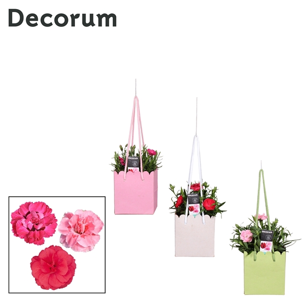 <h4>Dianthus - 10,5 cm - Oscar Handbag - Decorum</h4>