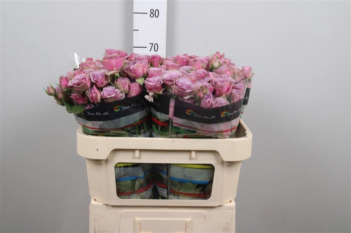 <h4>R Tr Purple Sky</h4>