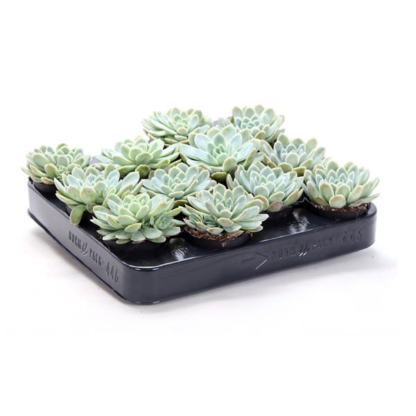 <h4>Echeveria elegans 5,5 cm</h4>