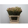 Leucad Discolor Green