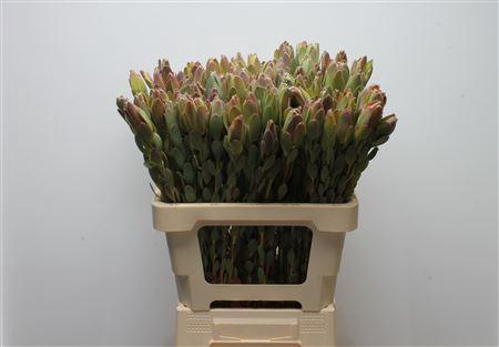 Leucad Discolor Green