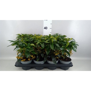 ARDISIA CREN. MET BES