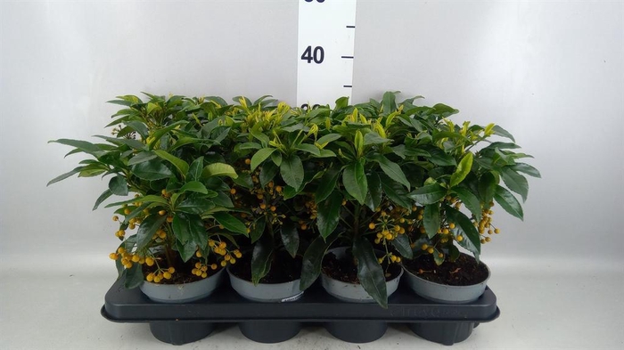 <h4>ARDISIA CREN. MET BES</h4>
