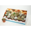Cactus Gem In Showbox