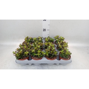 Crassula ovata 'Minor'