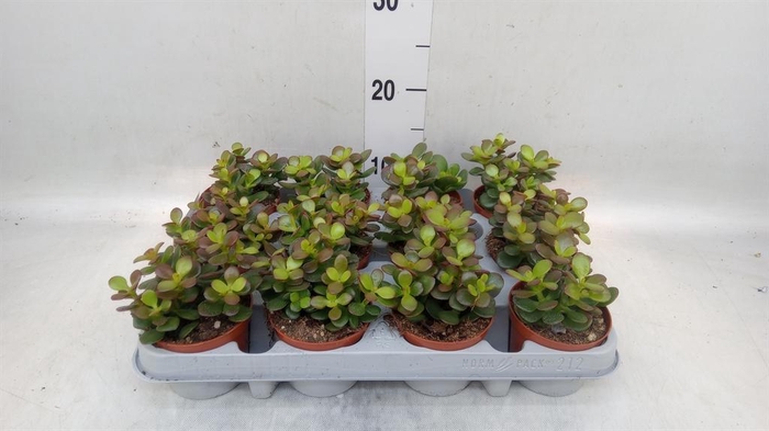 <h4>Crassula ovata 'Minor'</h4>