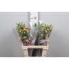 Di Tr Orange Amelie