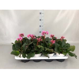 Bergenia cordifolia