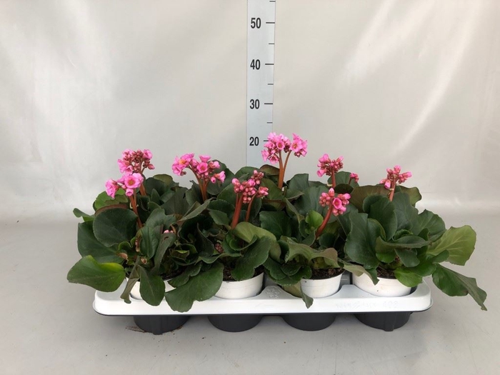 <h4>Bergenia cordifolia</h4>