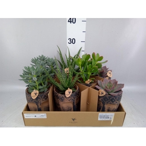 Succulents ...mix 3