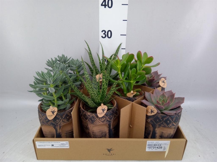 <h4>Succulents ...mix 3</h4>