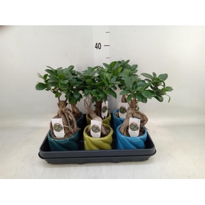 Ficus microcarpa 'Ginseng'