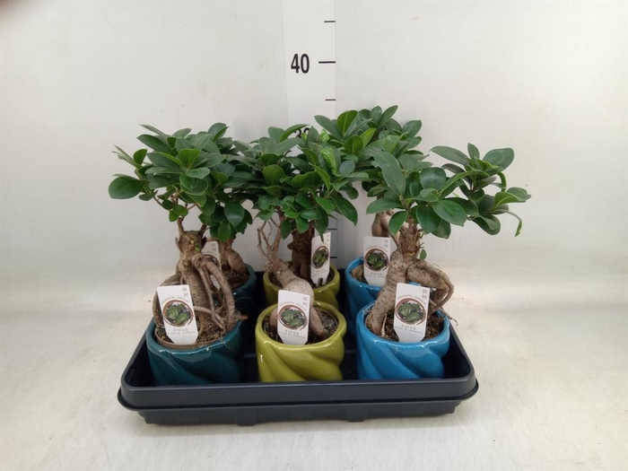 <h4>Ficus microcarpa 'Ginseng'</h4>