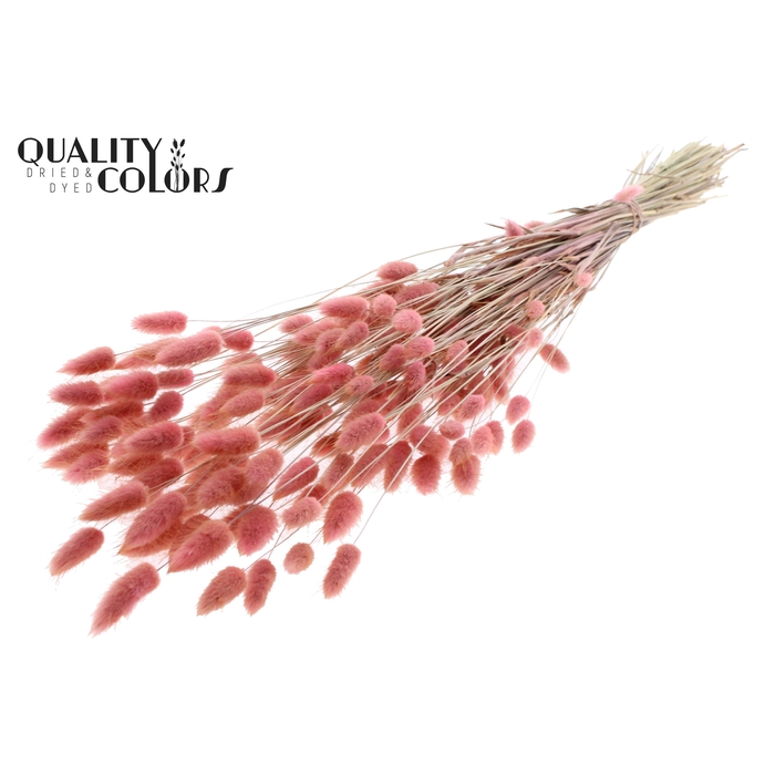 <h4>Lagurus Premium per bunch Light Pink</h4>