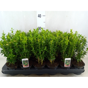 Buxus semp.   ...