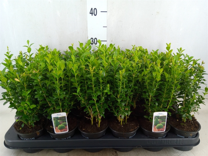 <h4>Buxus semp.   ...</h4>