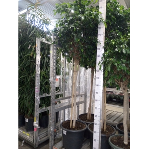 Ficus benja. 'Danielle'