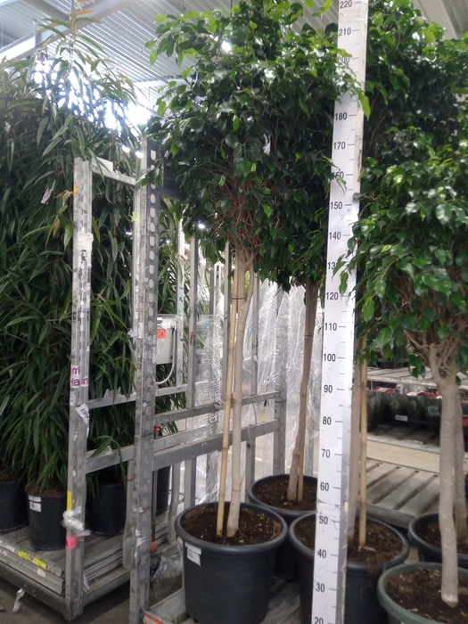 <h4>Ficus benja. 'Danielle'</h4>