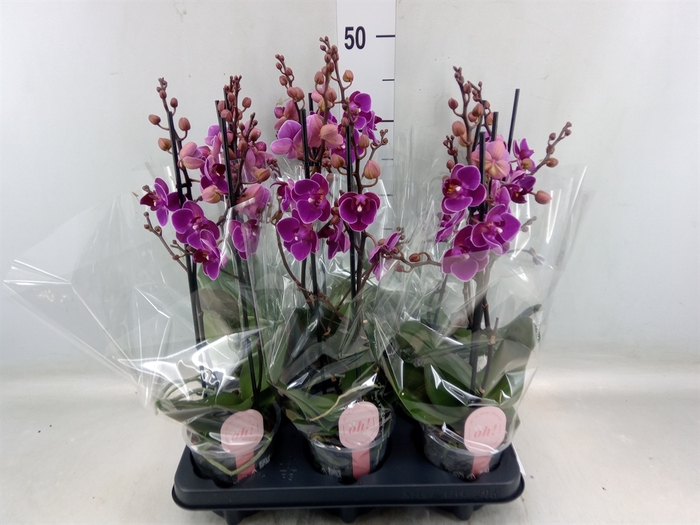 <h4>Phalaenopsis multi. 'Ant Merida'</h4>