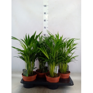 Dypsis lutescens   ...Chrysalidoca