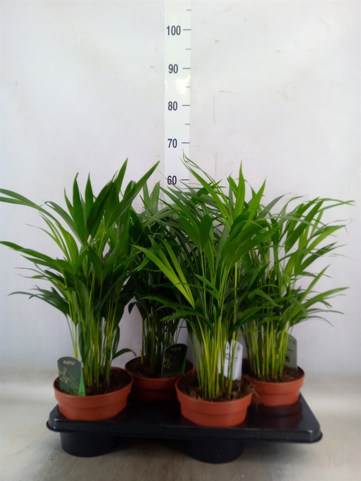 <h4>Dypsis lutescens   ...Chrysalidoca</h4>