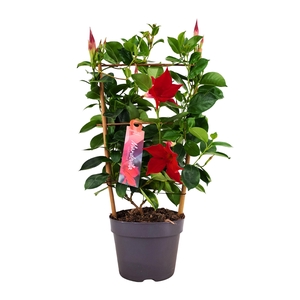Dipladenia Sundaville Rek RED 13 cm (PT)