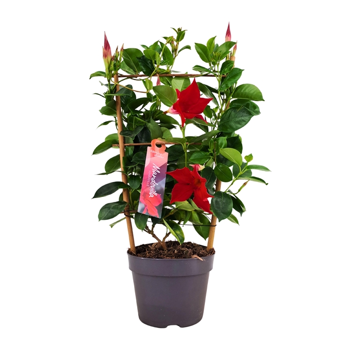 <h4>Dipladenia Sundaville Rek RED 13 cm (PT)</h4>