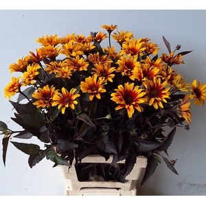 Heliopsis Spar Contrast MTS Kwinten