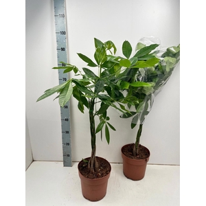 PACHIRA AQUATICA