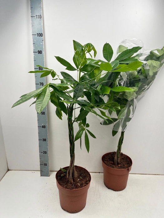 <h4>PACHIRA AQUATICA</h4>