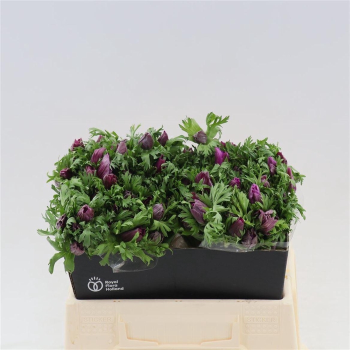 <h4>Anemone Galil Purper</h4>