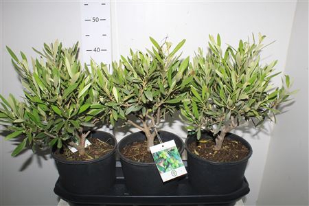 <h4>Olea Europaea</h4>