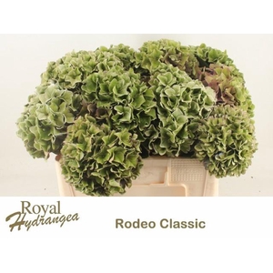HYDR M CH RODEO CL