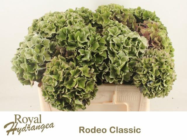 <h4>HYDR M CH RODEO CL</h4>