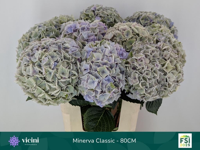 <h4>HYDR M MY MINERVA CL</h4>