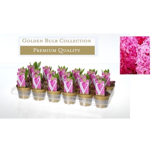 Hyacinthus orientalis 'Pink Pearl'