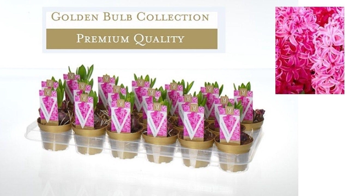 <h4>Hyacinthus orientalis 'Pink Pearl'</h4>