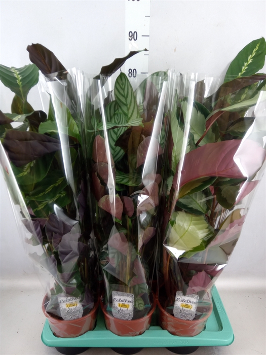 <h4>Calathea   ...mix</h4>