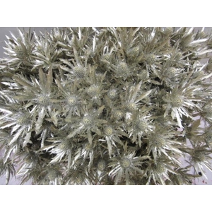 Eryn Orion Platina L50