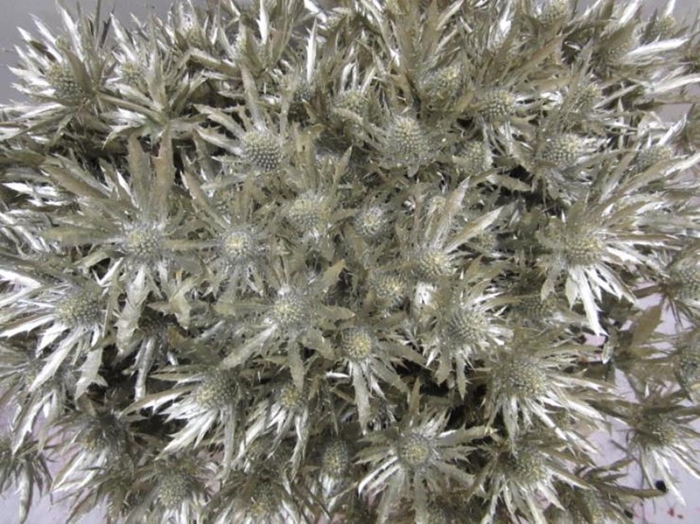 <h4>Eryn Orion Platina L50</h4>