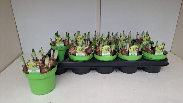 <h4>NARC O TETE A TETE P12</h4>